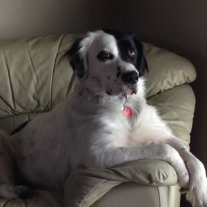 Team Page: Team Chief